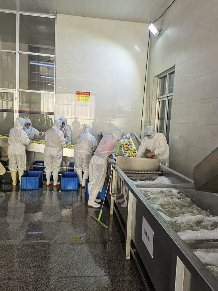 青島脫水姜片系列