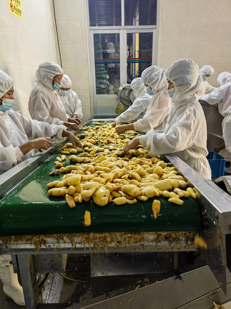 青島脫水姜片系列供應(yīng)