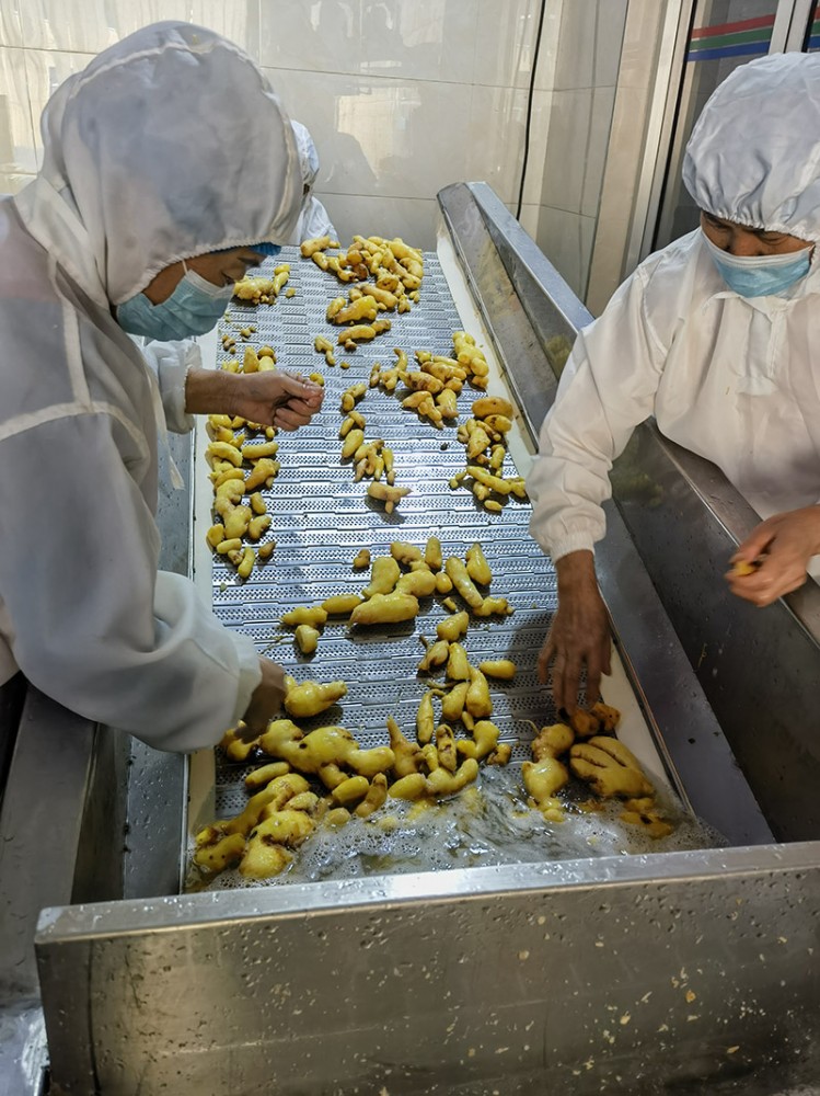 青島脫水姜片系列1