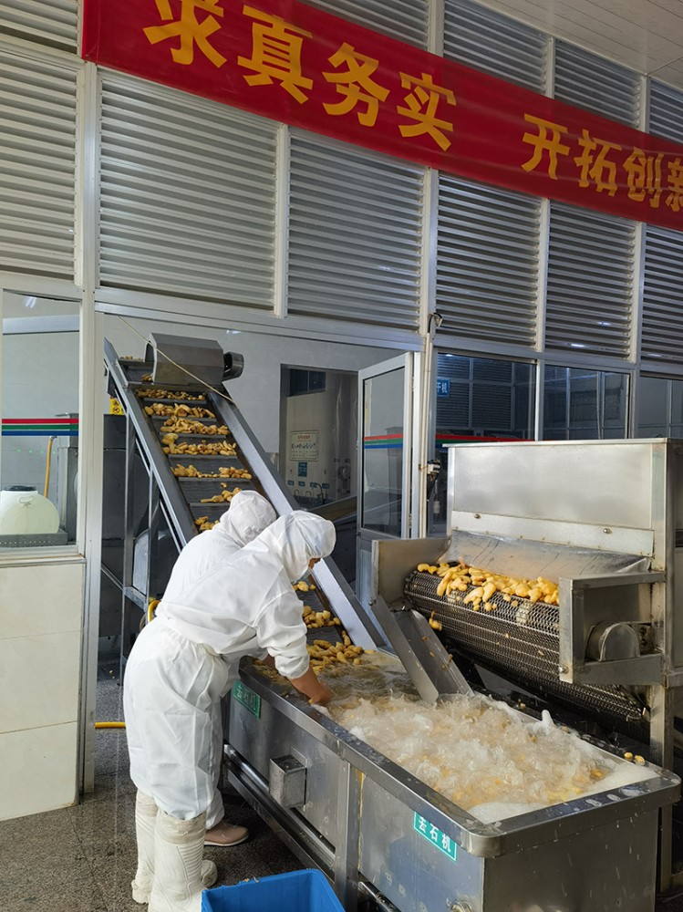 青島脫水姜片系列4