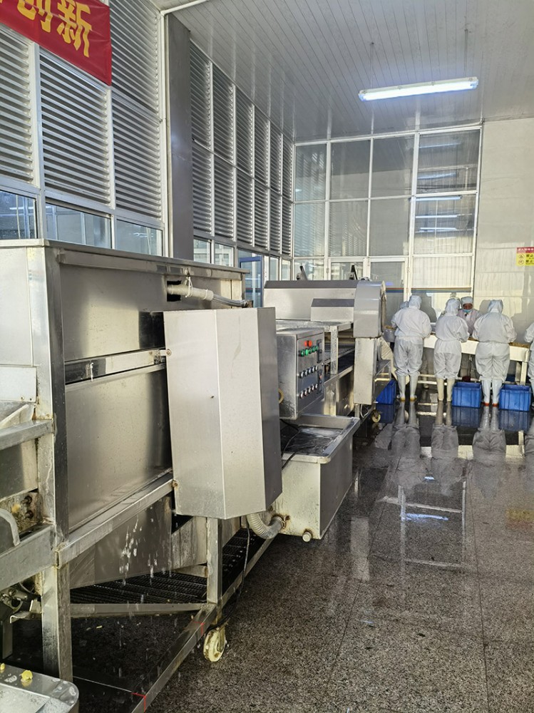 青島脫水姜片系列5