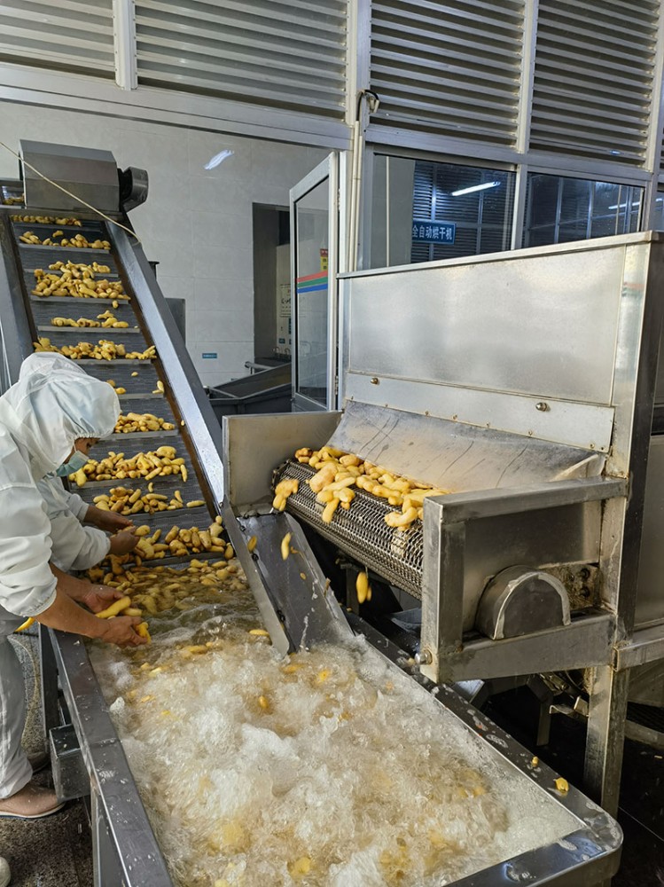 青島脫水姜片系列6