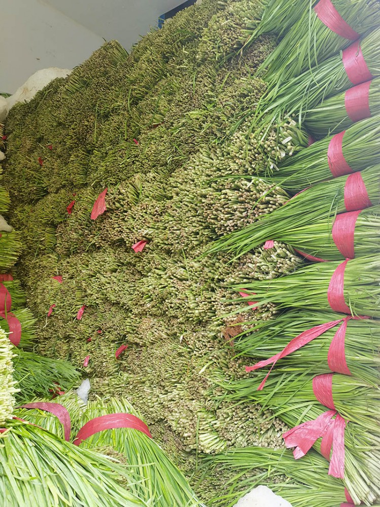 濰坊脫水韭菜系列