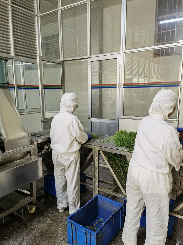 濰坊脫水韭菜系列供應(yīng)