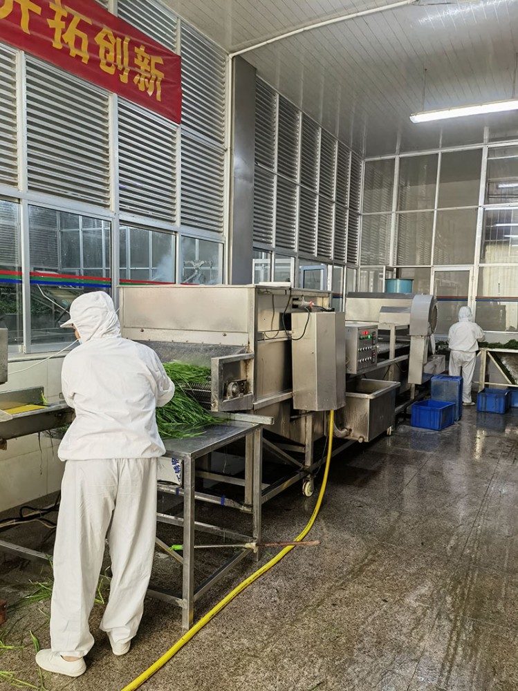 濰坊脫水韭菜系列1