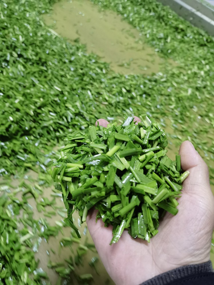 濰坊脫水韭菜系列2