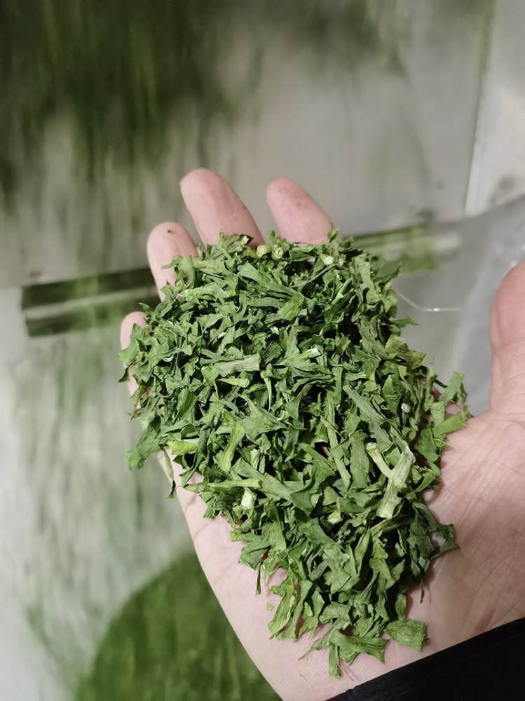 濰坊脫水韭菜系列3