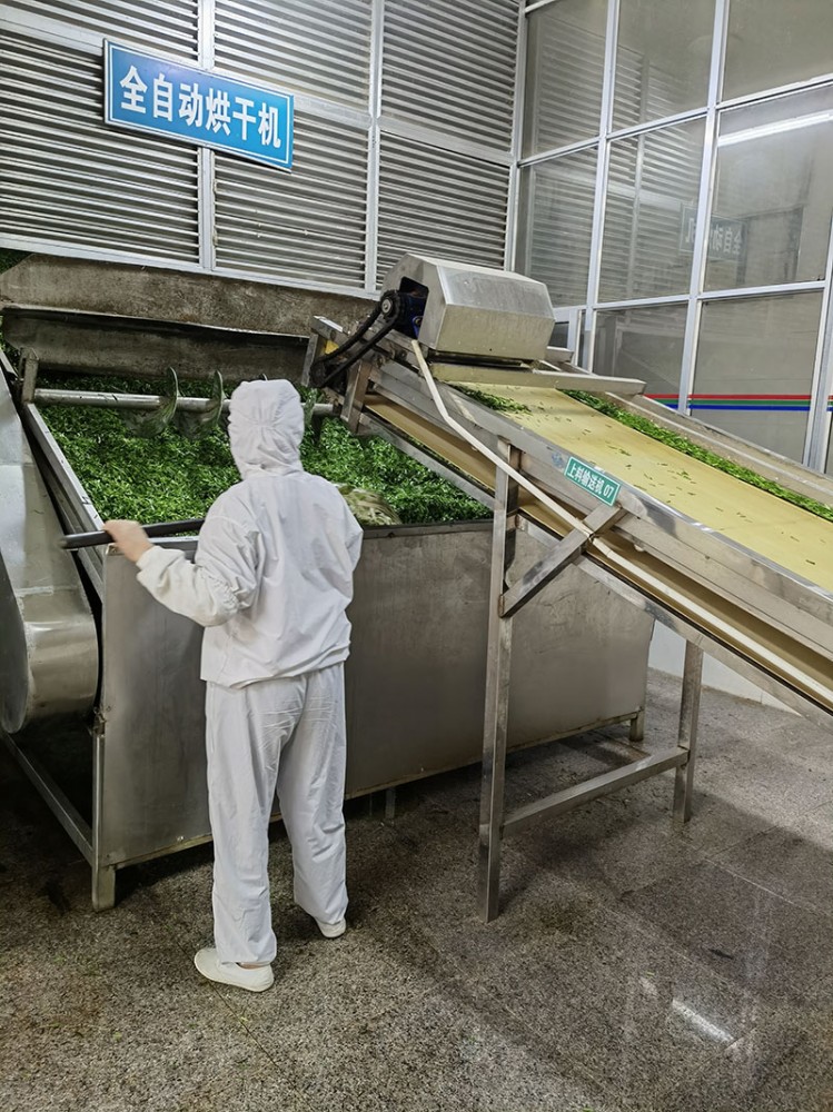 濰坊脫水韭菜系列5