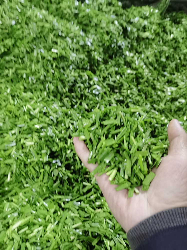 濰坊脫水韭菜系列6