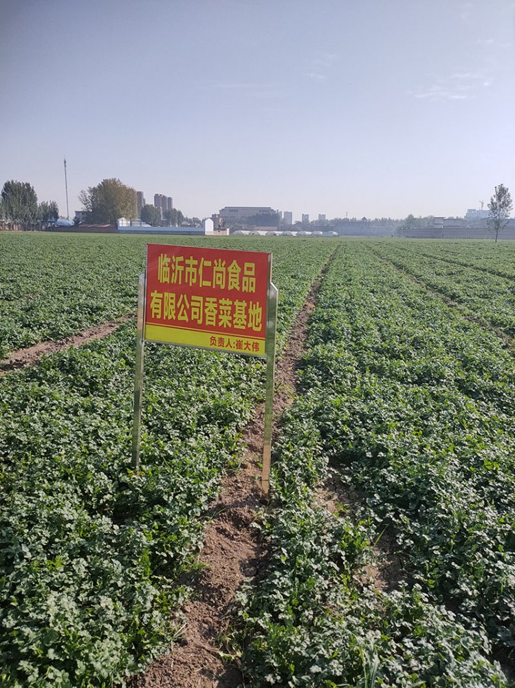 濰坊脫水香菜系列