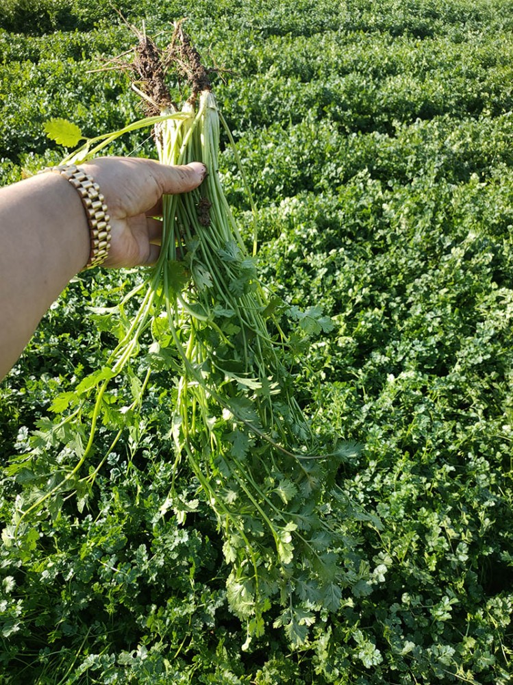 濰坊脫水香菜系列