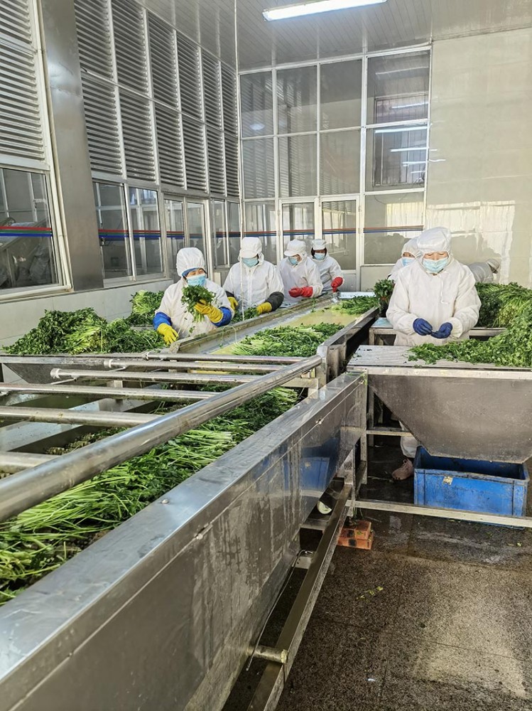 濰坊脫水香菜系列