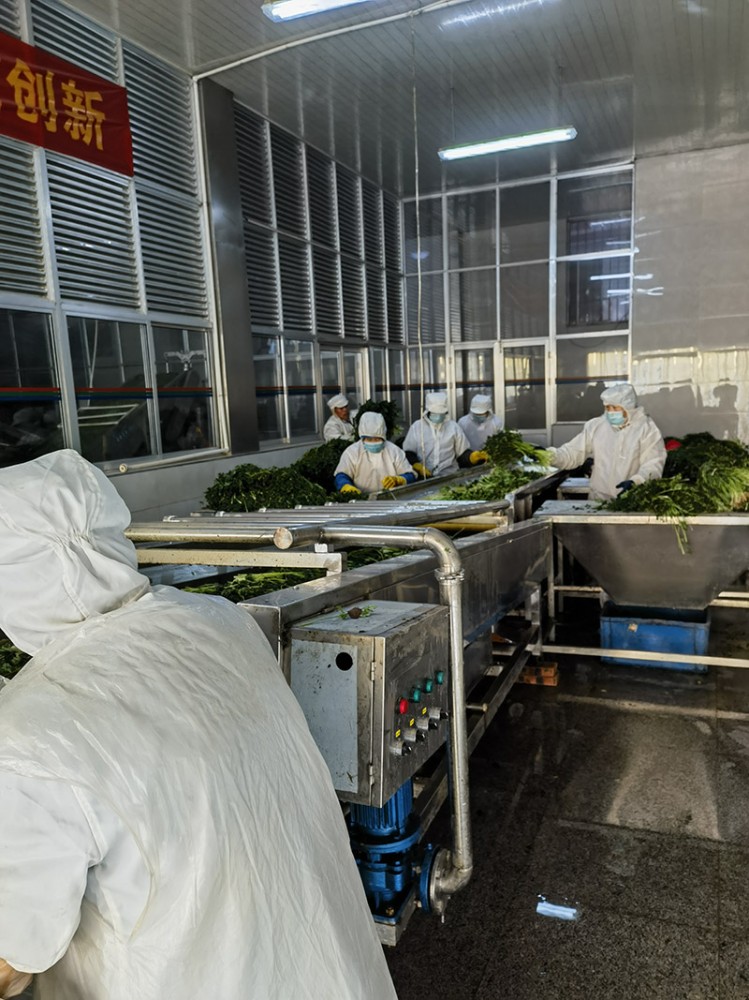 濰坊脫水香菜系列供應(yīng)