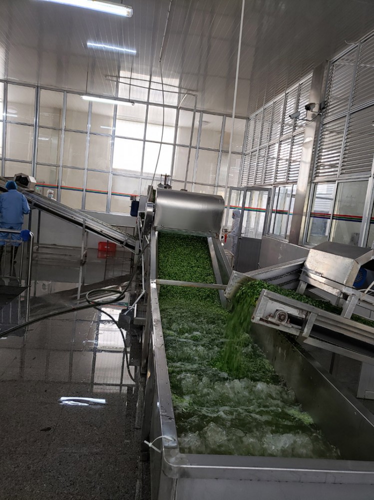 濰坊脫水香菜系列1