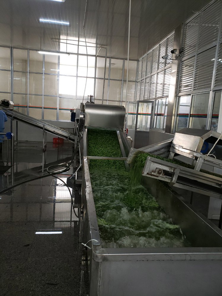 濰坊脫水香菜系列2