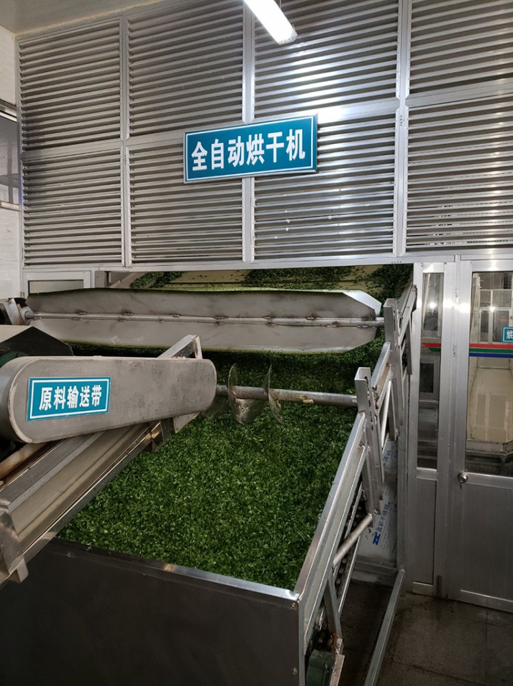 濰坊脫水香菜系列3